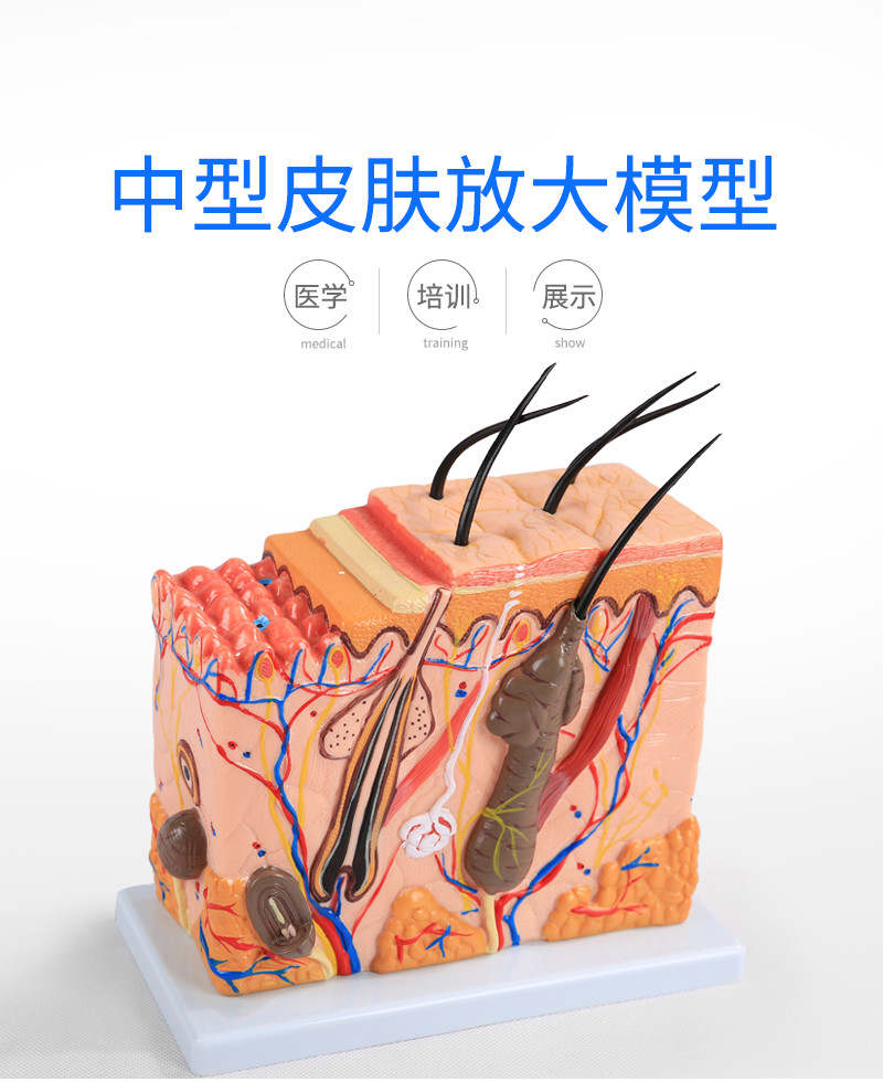 皮肤结构解剖模型美容教学皮肤组织层次立体构造微整形皮肤模型bixa