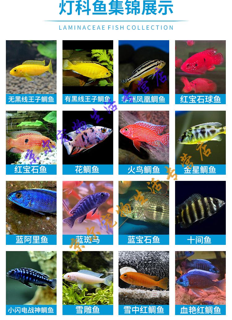 天弗三湖慈鲷马鲷鱼活体非洲王子杂鲷新手蓝阿里鲷科鱼小型热带观赏鱼3 4cm随机鲷鱼10条装 图片价格品牌报价 京东