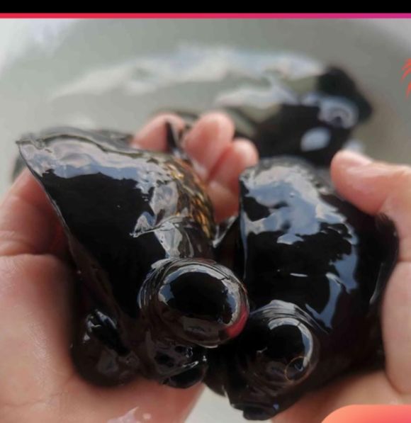 金鱼黑龙睛红花龙睛红龙睛金鱼风水鱼观赏鱼活冷水小金鱼 9-11厘米 黑