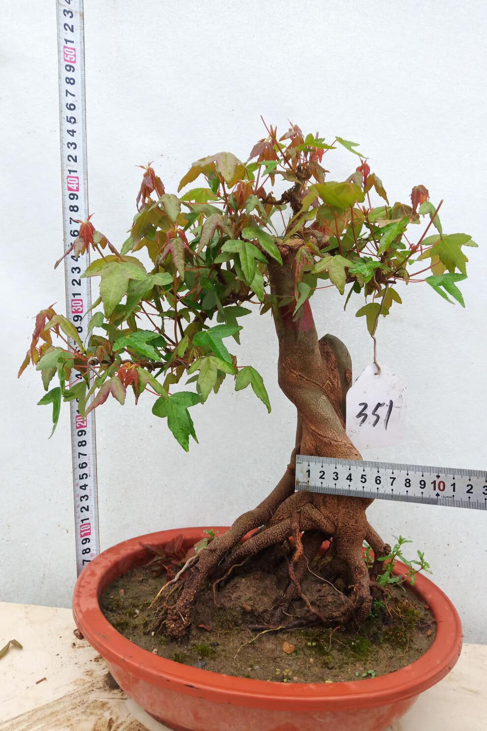 三角枫盆景小叶红芽老桩怪桩鸭掌树唐枫小品绿植实图发货 银色 熟桩