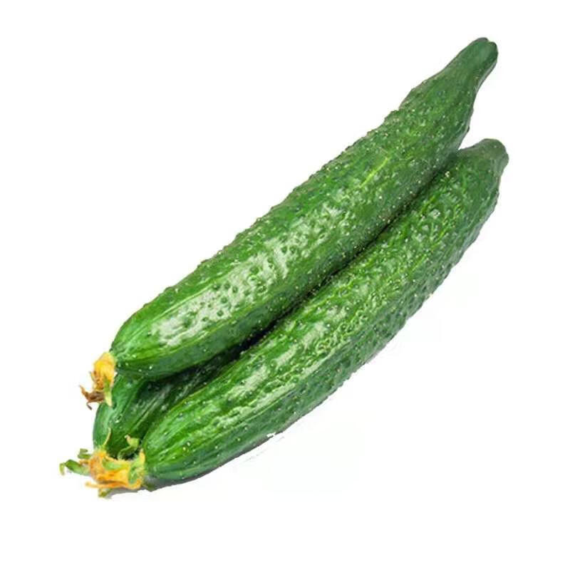 新津研四号黄瓜种子青皮绿肉高产早熟刺黄瓜盆栽菜园种植蔬菜种子原2