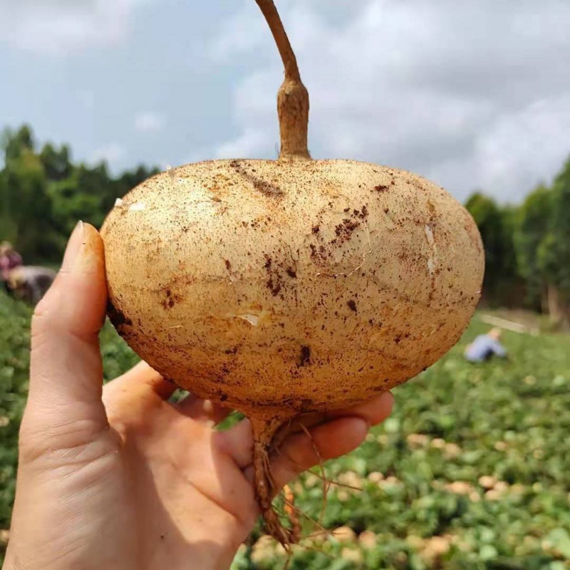 时令水果农家新鲜凉薯地瓜现挖白地瓜脆甜多汁沙葛地萝卜9斤净重精选