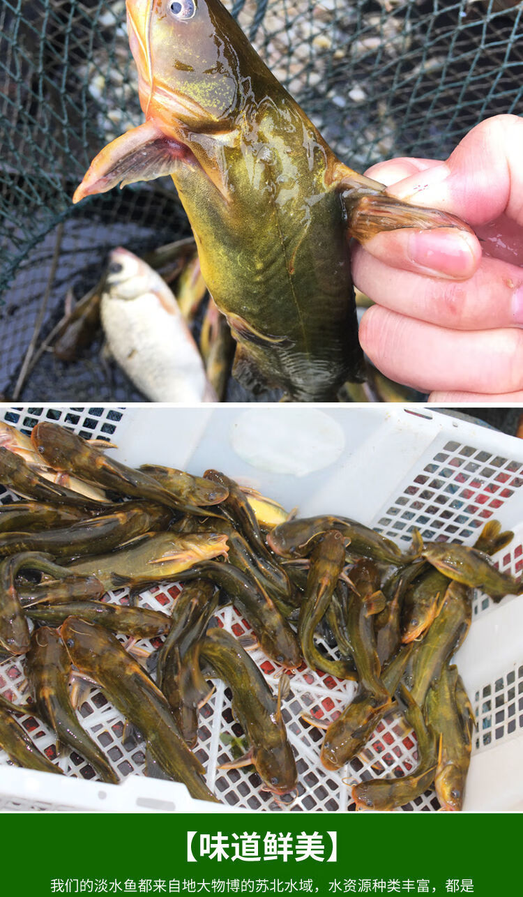 安峰山 黄骨鱼新鲜黄辣丁黄颡鱼炖汤滋补昂刺鱼黄刺鱼鲜活现杀淡水鱼