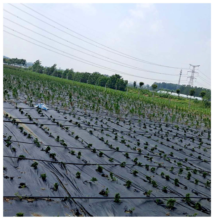 白地膜农用银黑色薄膜果树果园保温保湿蔬菜棚工程混凝土保护薄膜白色