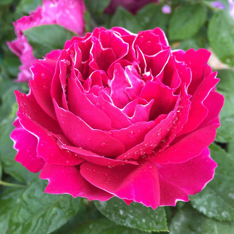 紫袍玉带攀援藤本月季花庭院蔷薇月季花苗浓香型花卉大花盆栽玫瑰 紫