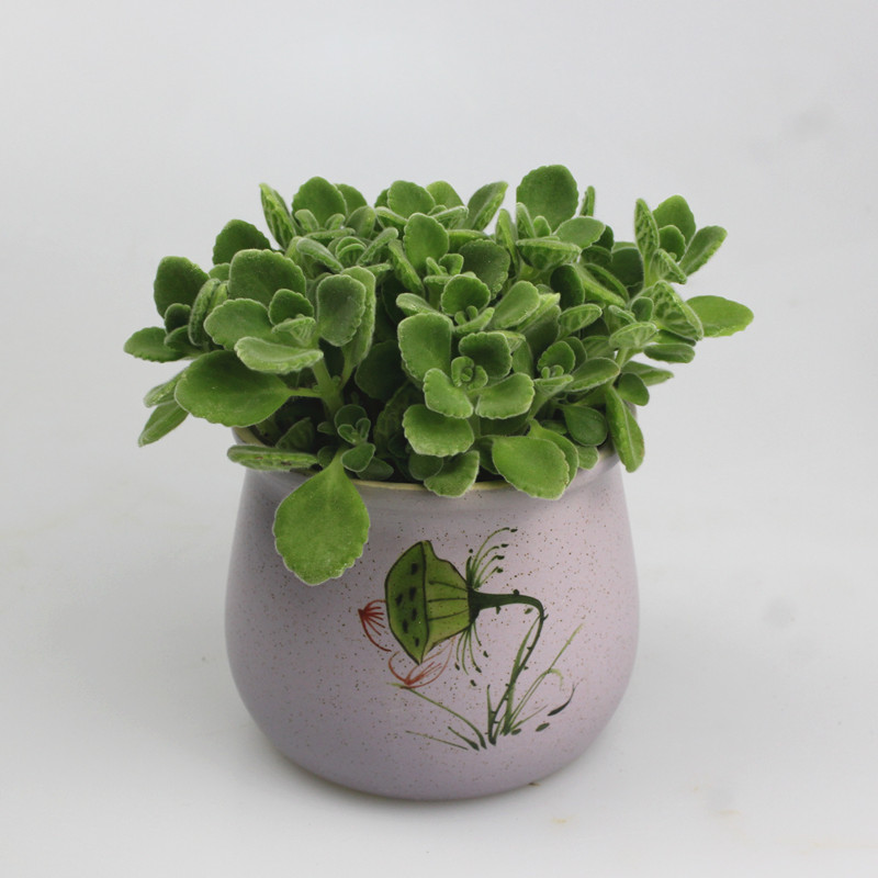 一抹香盆栽室内碰碰香多肉植物带盆d7紫色笑脸碰碰香含盆
