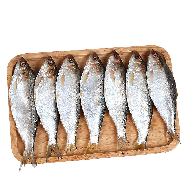 海鲫鱼海鲜水产鲜活深海小鱼鲫鱼汤食材海鱼捕捞生鲜 2斤海鲫鱼【图片