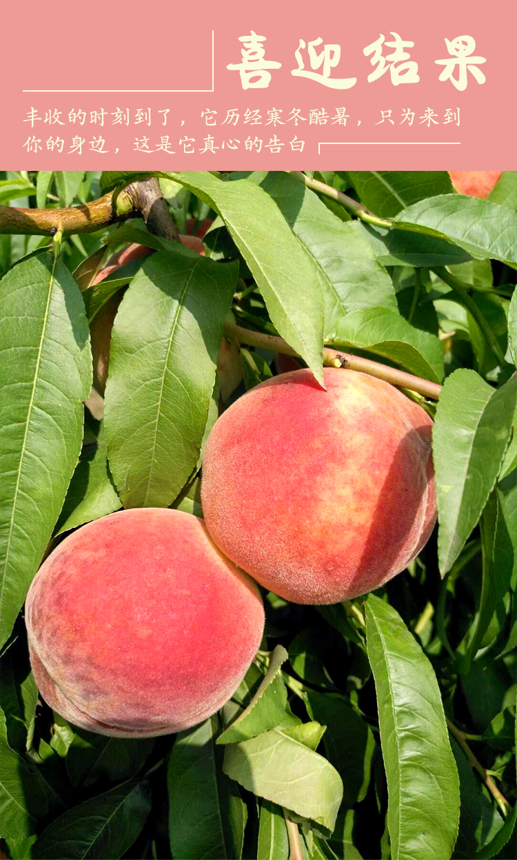 脆桃新鲜桃子湖北毛桃子5斤孕妇可吃水果桃可放软水蜜桃过节送礼 精选
