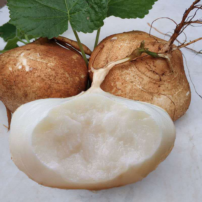 凉薯新鲜地萝卜重庆农家自种白地瓜时令蔬果土瓜5/9斤 5斤【图片 价格