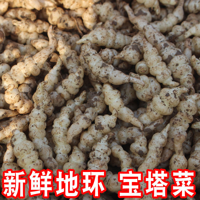 新鲜螺丝菜地环宝塔菜玉环甘露种子地溜葫芦农家应季蔬菜现挖现发净重