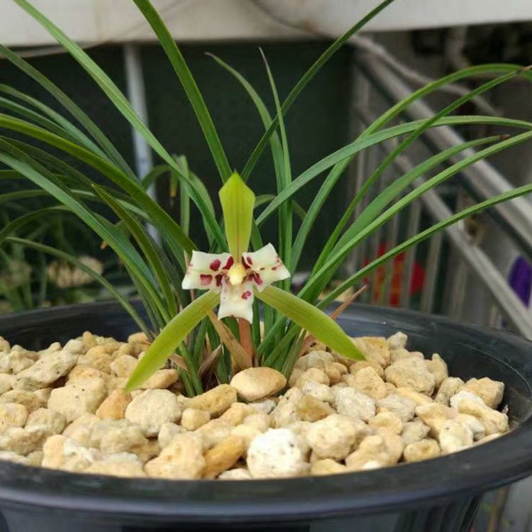 中村植金石日本原装整袋15升兰花植料松树皮多肉颗粒土萨摩土柚公主