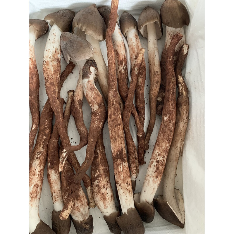 鸡枞菌新鲜云南四川菌斗鸡菇火把鸡枞三塔菇伞把菇 火把鸡枞菌(统货)