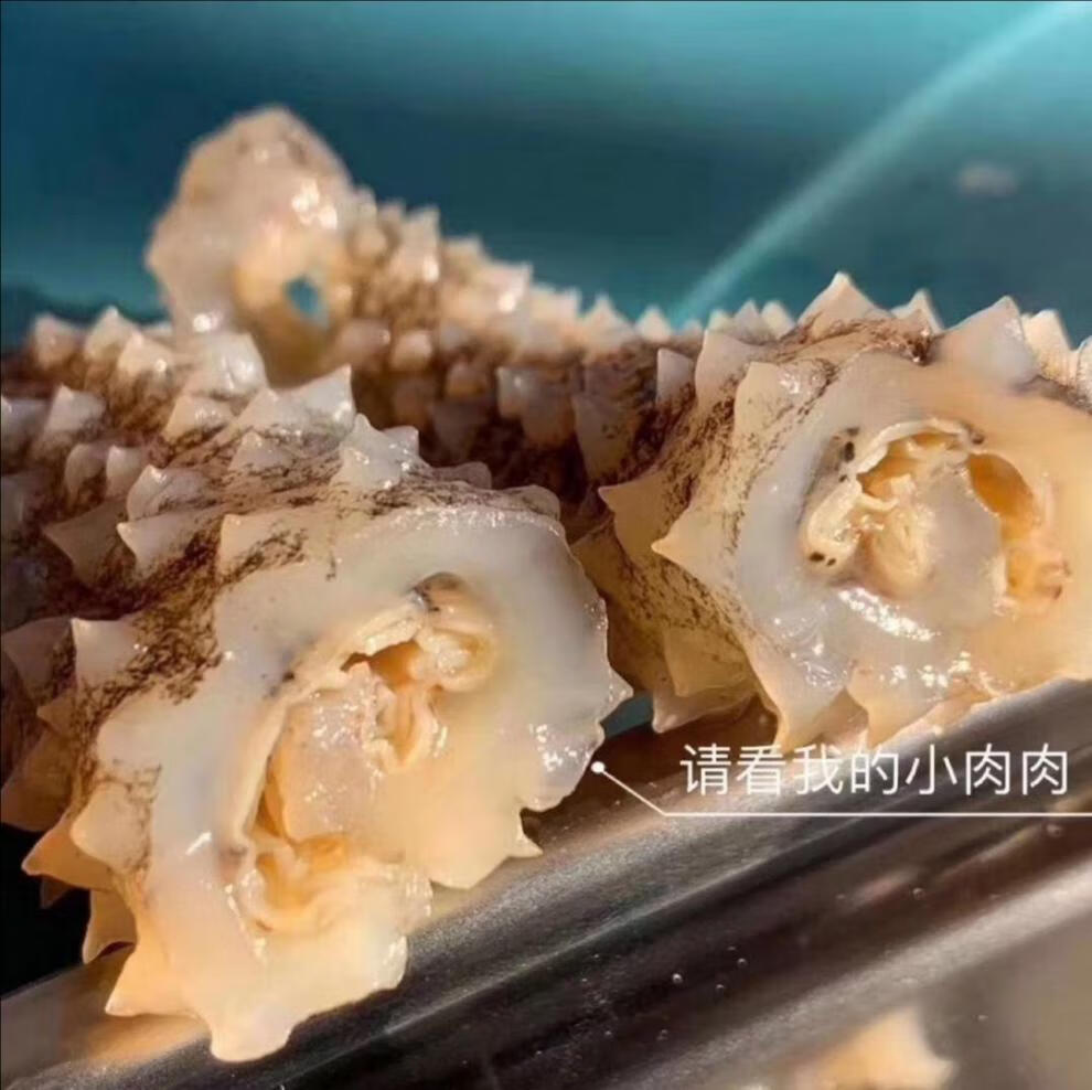 白刺参刺秃参猪婆参白赤参海参干货500g.