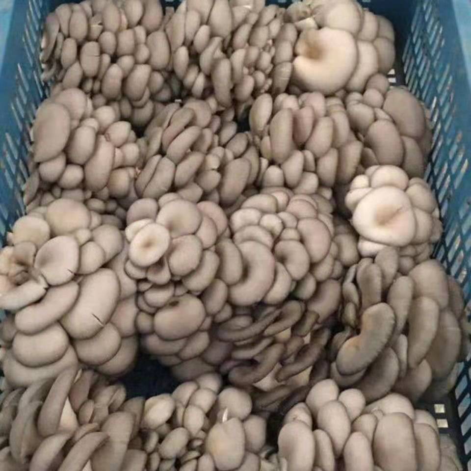 新鲜平菇黑蘑菇肉厚蚝菇农家种植食用菌新鲜当季蔬菜现摘现发广纳力驰