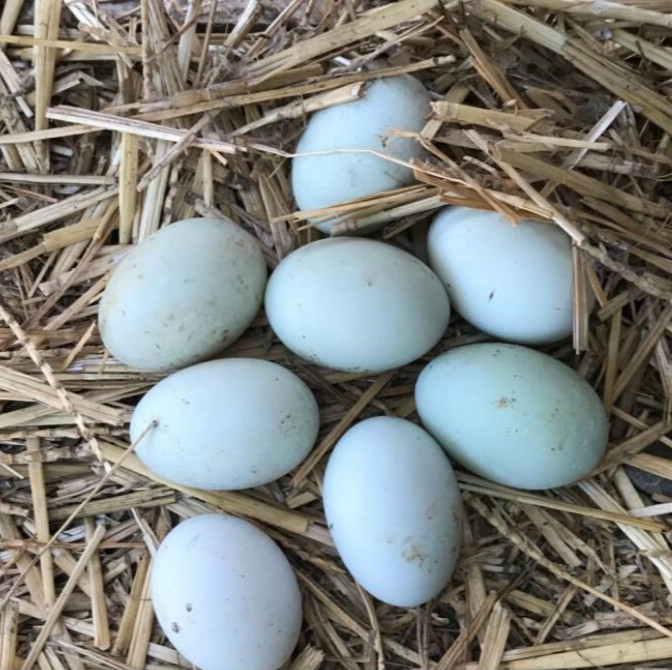 生鲜土鸭蛋新鲜家养青皮壳鸭蛋海绿壳番鸭蛋非双黄特大生轻鲜 20枚