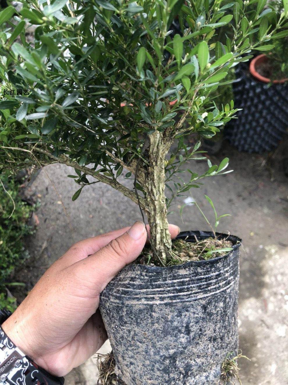 雀舌黄杨皱皮小叶黄杨苗造型名贵盆景树苗室内常青石柳苗盆栽六年苗1