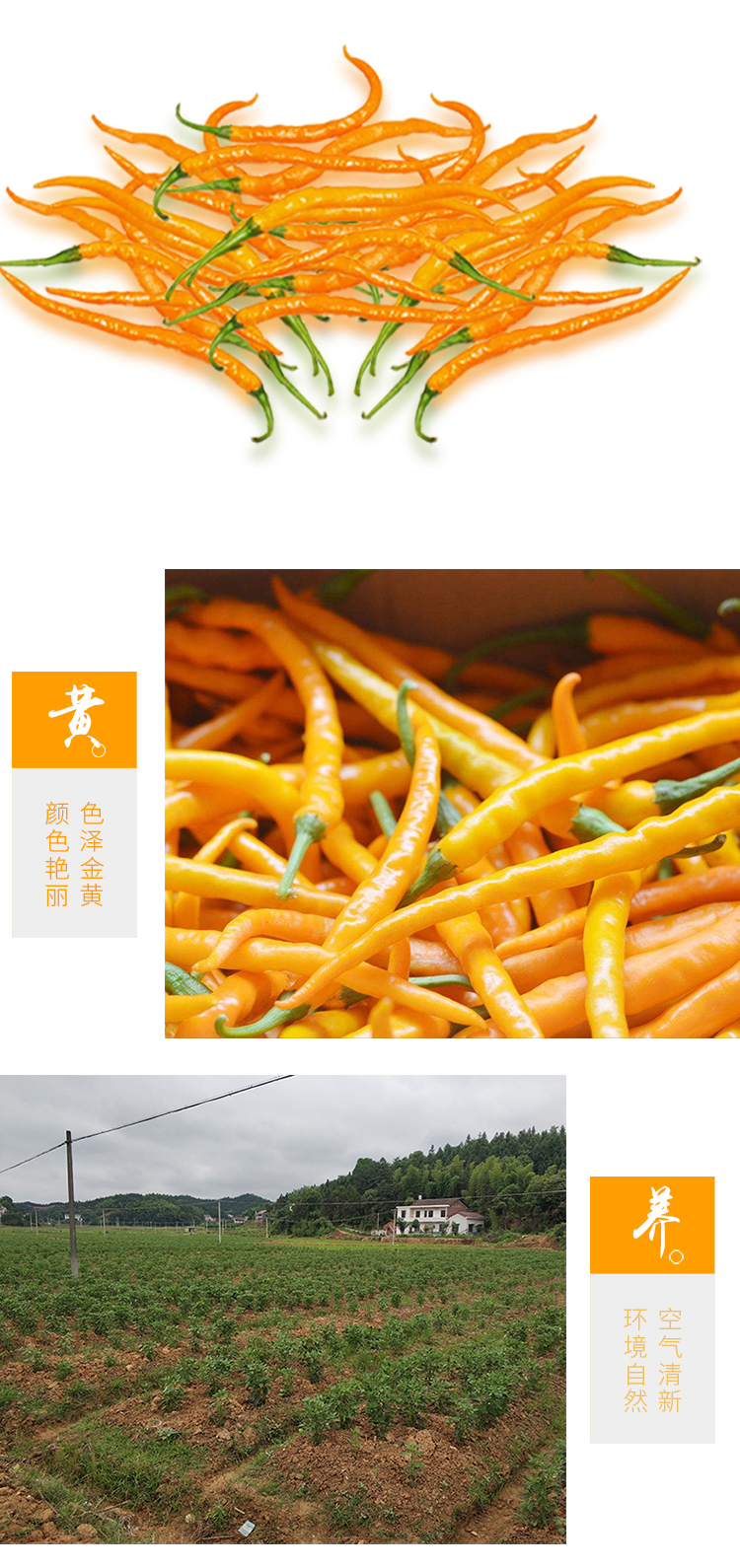 湖南衡东三樟鲜辣椒黄贡椒原产地直供新鲜黄辣子现摘现发3斤