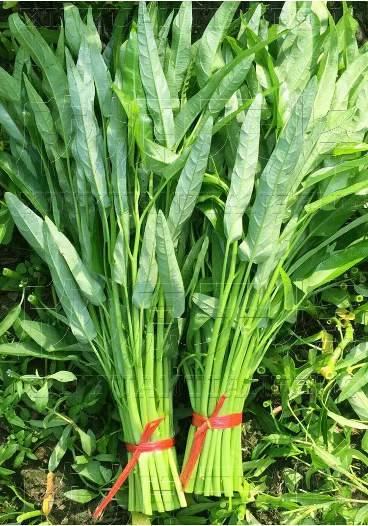 竹叶空心菜种籽柳叶大叶空心菜种子青梗蕹菜耐热四季阳台盆栽 竹叶