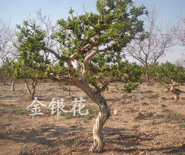 金银花树桩 金银花树苗老桩大型金银花盆栽盆景树桩花卉苗木 鱼七秒 4