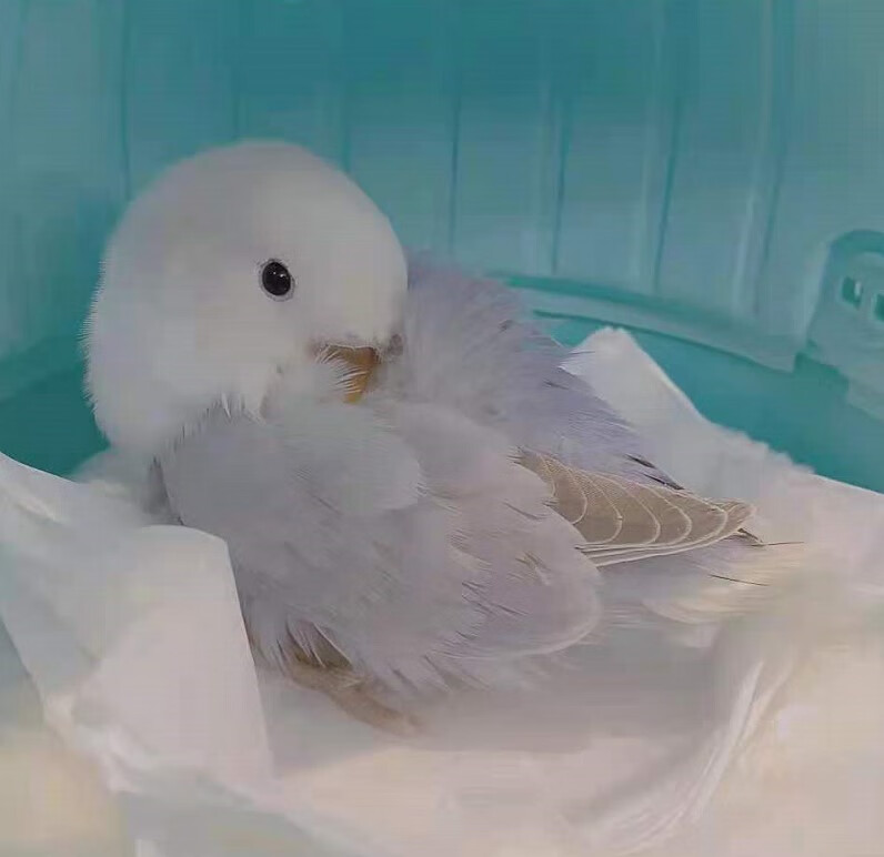 不二臣活体鸟鹦鹉面类手养断奶幼鸟亲人鹦鹉情侣宠物爱情鸟精品手养