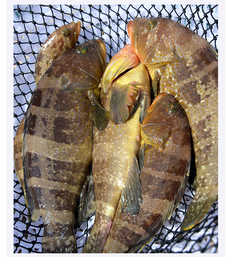 玫栀【顺丰冷链】野生石斑鱼鲜活水产海捕土石斑新鲜急冻小石斑鱼船冻