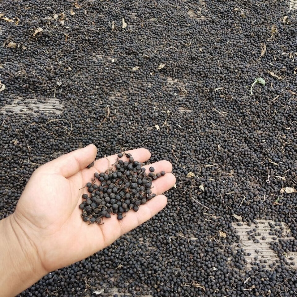 云南木姜子干山胡椒山苍木江子农家土特产品下饭菜晾晒香调料 500g