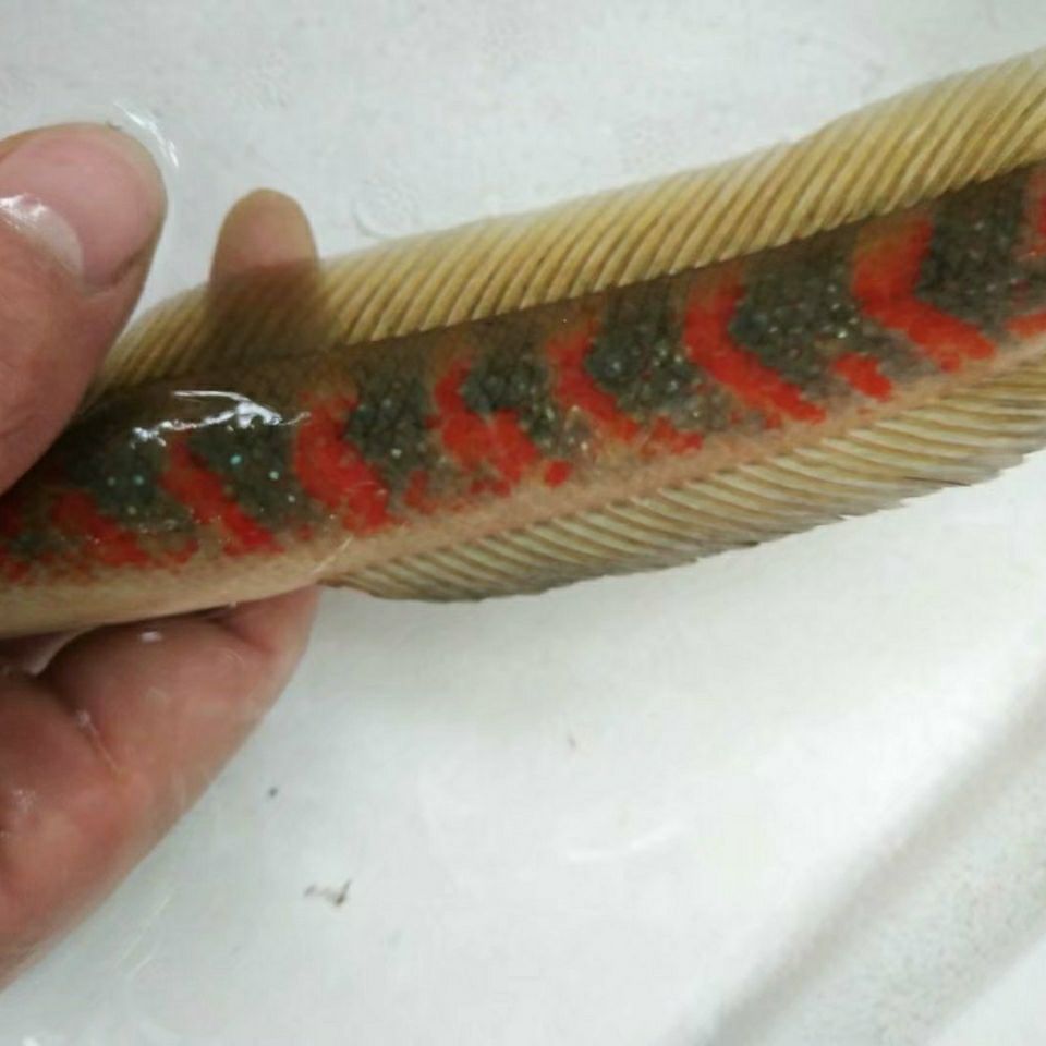 月鳢雷龙鱼七星鱼观赏鱼,冷水鱼不打氧气 绝品超红13到18厘米【图片