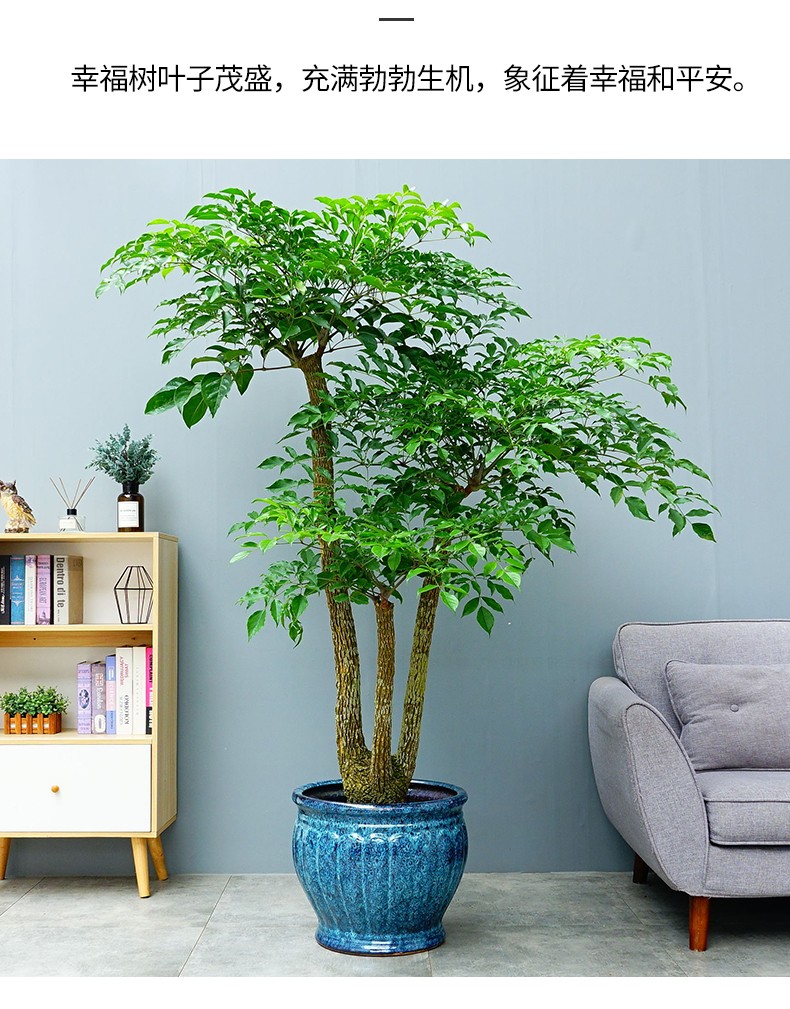 澜墨大型幸福树盆栽客厅植物前台展厅室内开业绿植老桩幌伞枫幸福树