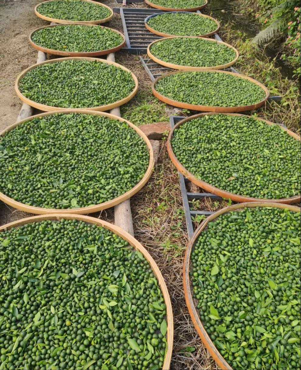 8折 广东特产新会陈皮小柑胎树剪带蒂生晒柑胎仔柑胎果500g 2020年带