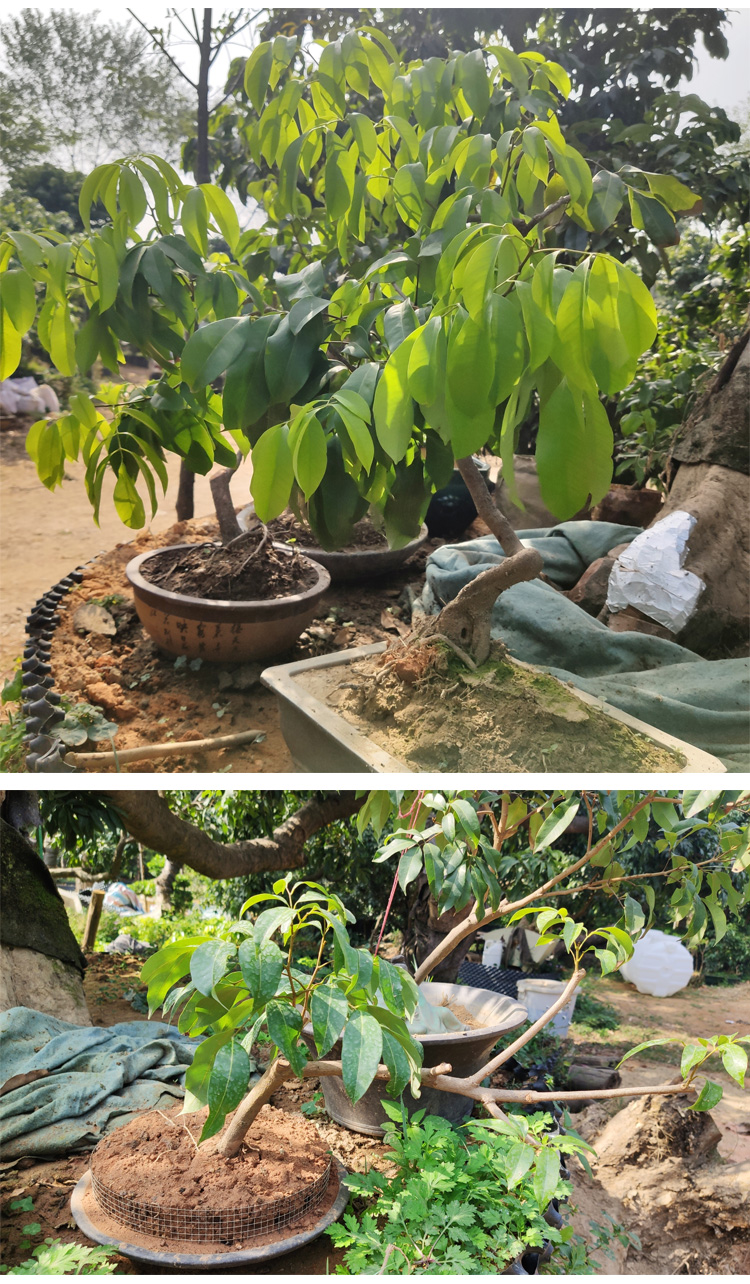挂绿荔枝苗荔枝高压苗圈枝广州城名贵荔枝苗品种果苗盆栽佛绿50cm含