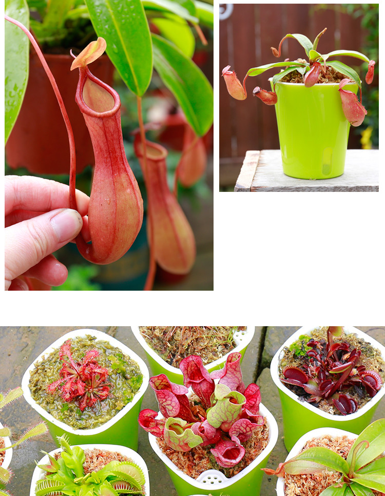 捕蝇草大嘴草植物捕蝇草绿植趣味盆栽z6b52捕蝇草夹带盆栽好