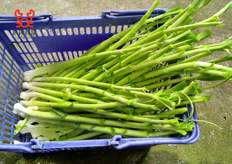 农家腌制大蒜杆大蒜梗安徽安庆特产自制咸菜下饭菜腌大蒜400g 大蒜杆