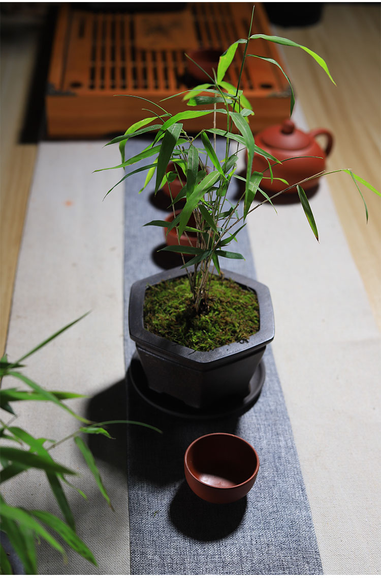 小玉山竹紫砂盆景四季常青书房茶几室内小盆栽微型观赏竹迷你绿植小