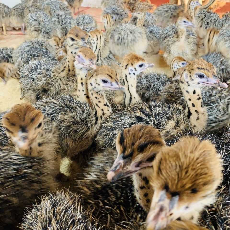 荣郁荣郁 非洲鸵鸟苗小鸵鸟苗鸸鹋鸵鸟幼崽三百斤鸵鸟一对鸵鸟养殖