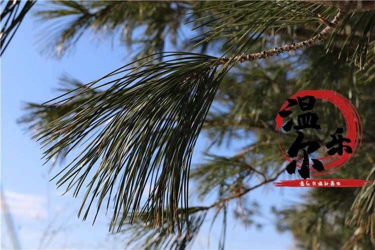 长白山松针茶新鲜松针叶红松针五针松针马尾松针酵素500g