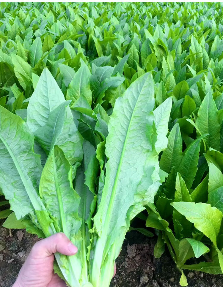 大棵无斑香油麦大叶油麦菜菜籽秋季四季大田青菜无斑油麦菜种子孑