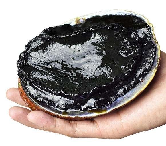 新西兰黑金鲍大头鲍活冻刺身清蒸鲍鱼约300-800克/个 600 -50【图片 