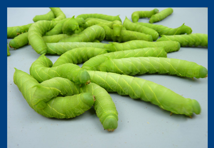 荣郁 活豆虫大青虫高蛋白豆丹猪儿虫芝麻虫食用昆虫钓鱼宠物活体下蛰