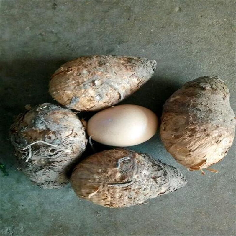 新鲜独角莲丁毒豆种球种子阿芹1个丁毒豆独角莲