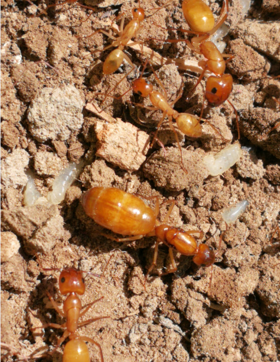 蚂蚁活体全黄土耳其弓背蚁弓背蚁野采小群蚁后泡沫箱加热包