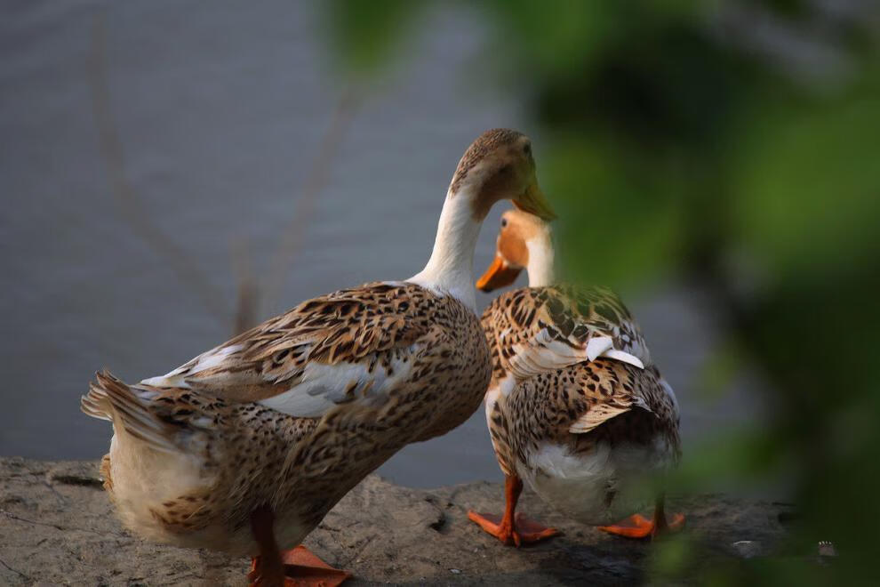 散养土鸭子肉草鸭现杀鸭肉老鸭活板鸭鸭腿鸭肠老鸭 净重:(2斤-2.