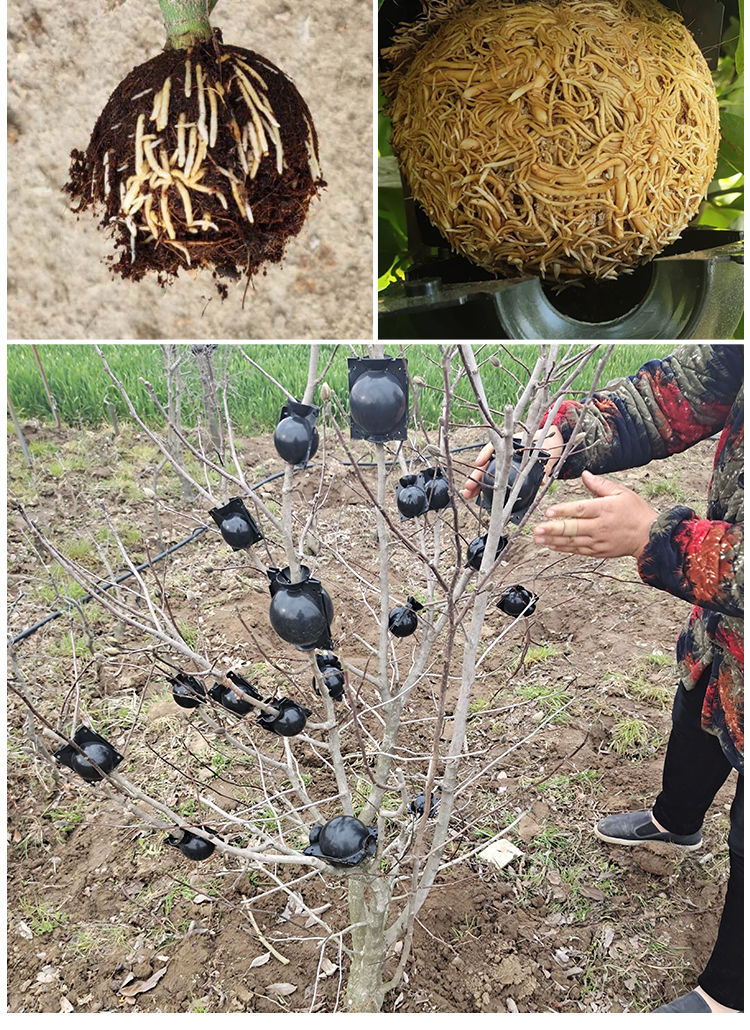 植物高压盒 扦插嫁接生根盒高空压条生根杯无性繁殖控根器花盆 黑色【