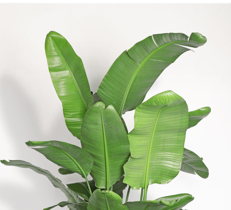 天堂鸟盆栽大型绿植北欧风 植物室内客厅净化空气旅人蕉 120-130cm原
