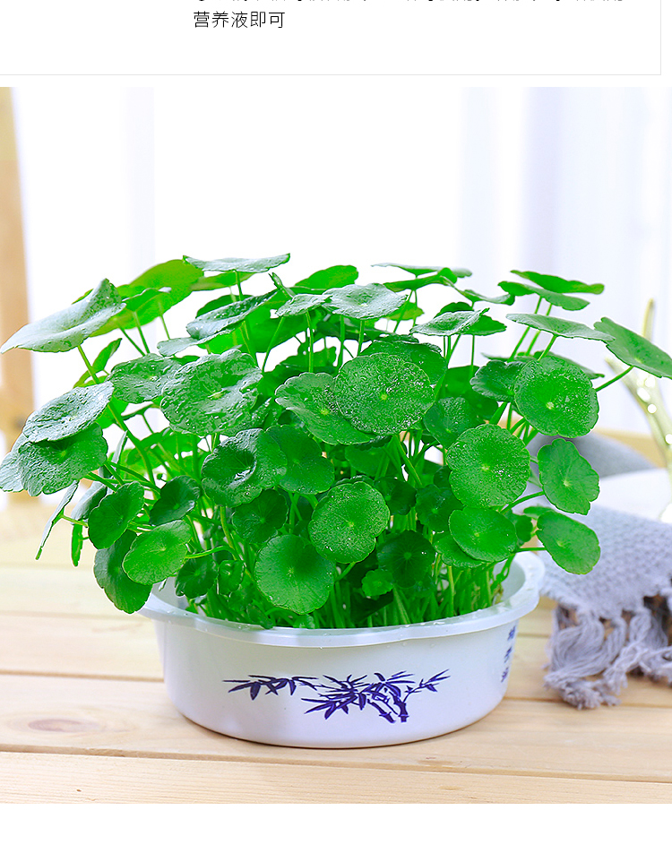中梦 铜钱草水培植物室内盆栽客厅桌面金钱草水养植物花卉绿植盆栽 d7