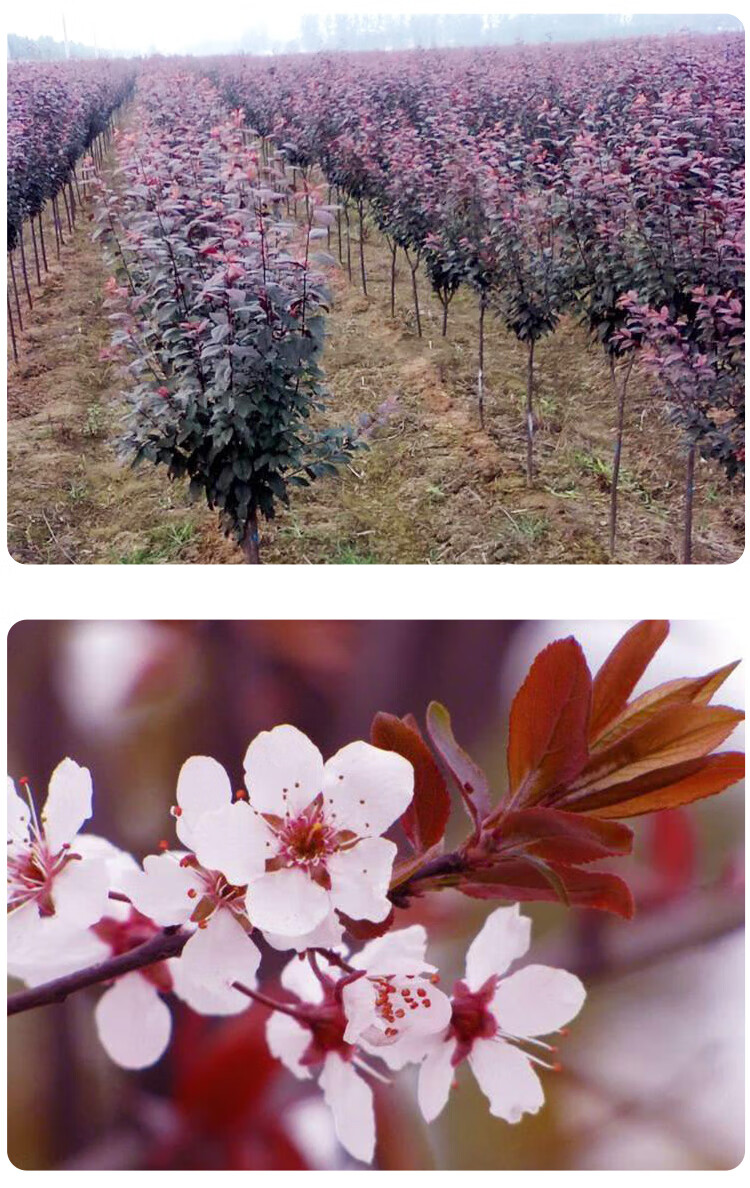 紫叶李树 红叶李树苗地栽庭院景观风景植物树苗彩色风景树绿化工程