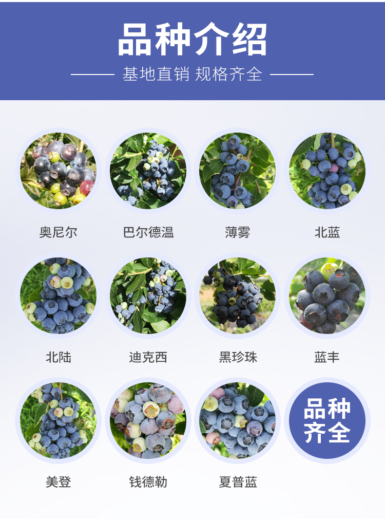 蓝莓苗蓝莓树果苗特大阳台盆栽室外带土新品种南北方种植当年结果 4年