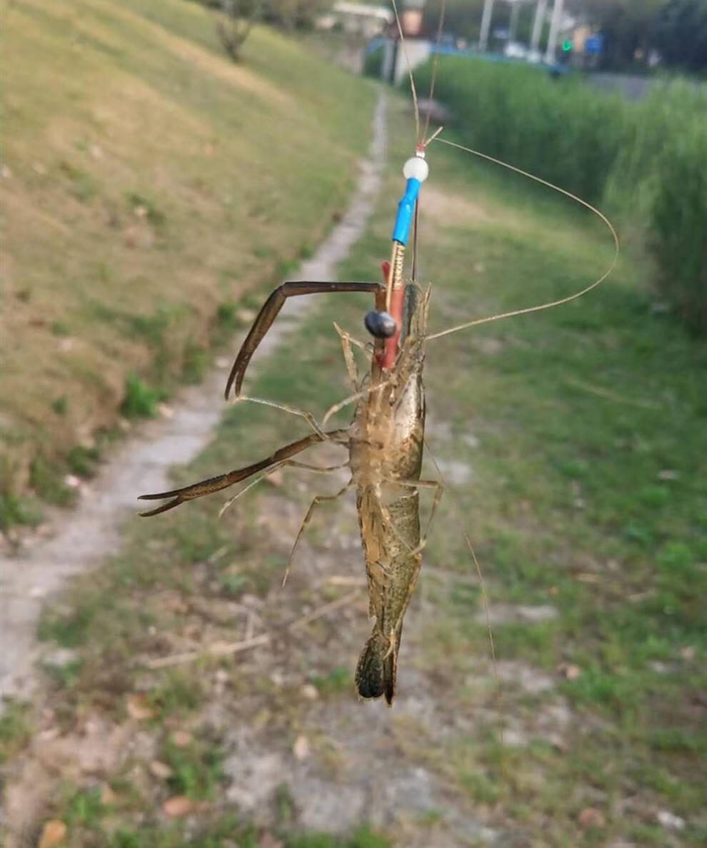 父亲节礼物钓虾神器草虾河虾青虾钩子钓河虾神器钓虾钩草虾钩子河虾