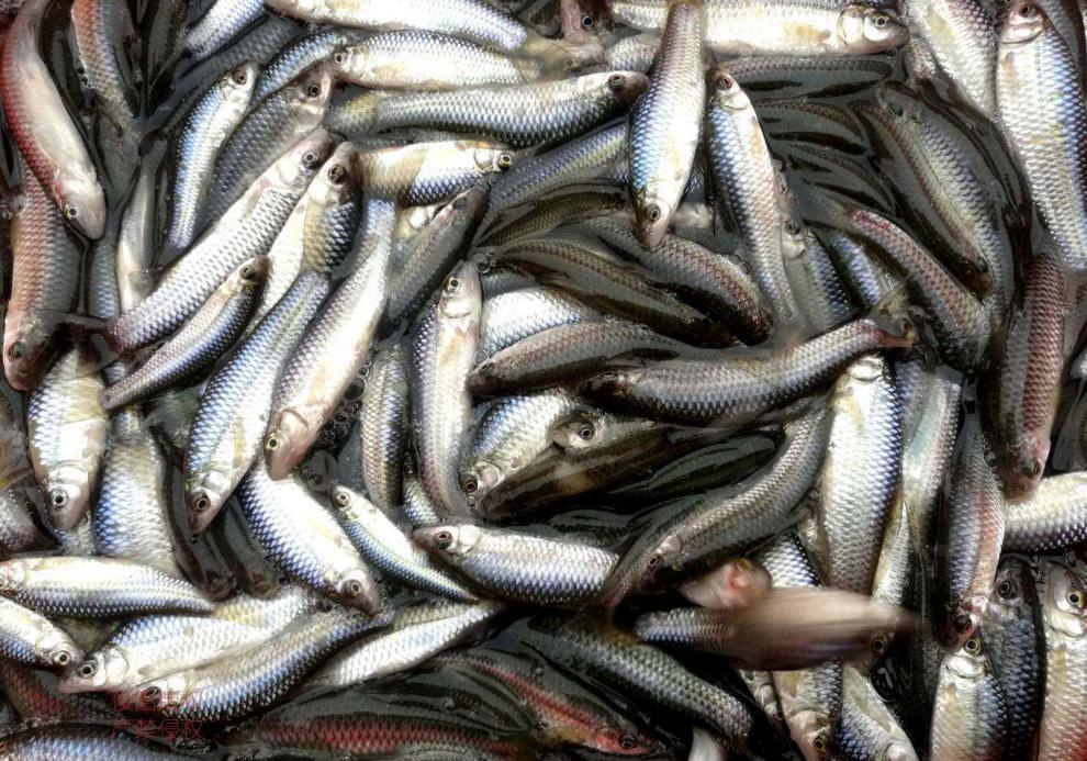 苏北特产麦穗鱼野生小河鱼新鲜淡水油炸小鱼鲜活小鱼仔小杂鱼500g 鱼