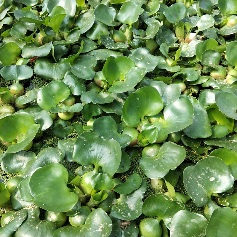 植物 水生水培水养 凤眼莲池塘鱼缸养殖水草水芙蓉净化水质 水葫芦5-6