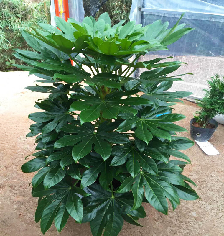 八角金盘树耐阴耐热八角金盘盆栽树苗室内阳台庭院绿植秋颖精品八角金